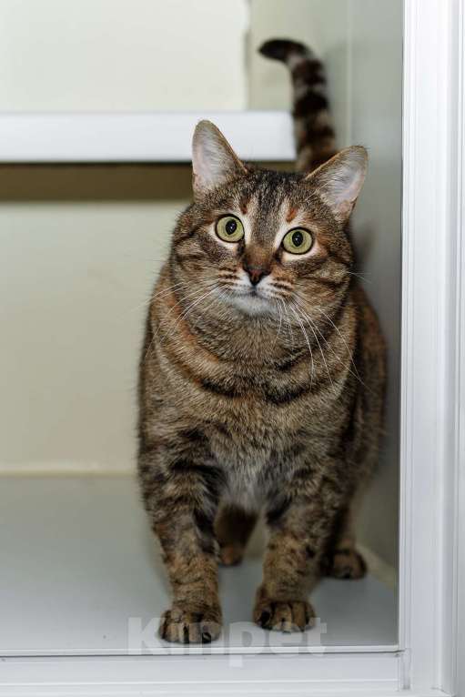 Кошки в Москве: Кому счастье в дом? Девочка, Бесплатно - фото 3