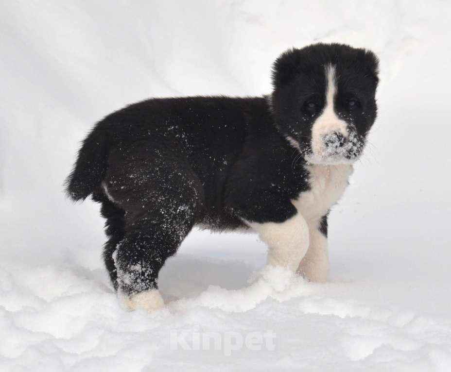 Собаки в Новосибирске: Щенки алабая (среднеазиатской овчарки) Мальчик, Бесплатно - фото 3