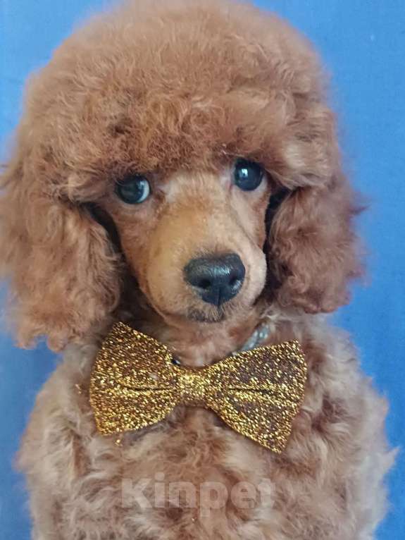 Собаки в Ярославле: Рыжий красавчик Мальчик, 130 000 руб. - фото 2