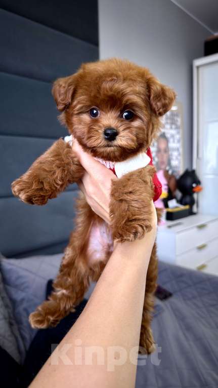 Собаки в Москве: Той пудель Тедди Мальчик, 240 000 руб. - фото 4