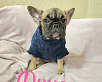 Собаки в Тюмени: Французский Бульдог щенки  Девочка, 40 000 руб. - фото 1