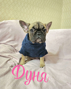 Французский Бульдог щенки 
