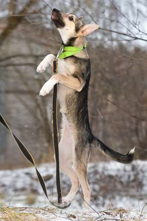 Собаки в Москве: Ищете верного друга и компаньона для всей семьи? Девочка, Бесплатно - фото 5