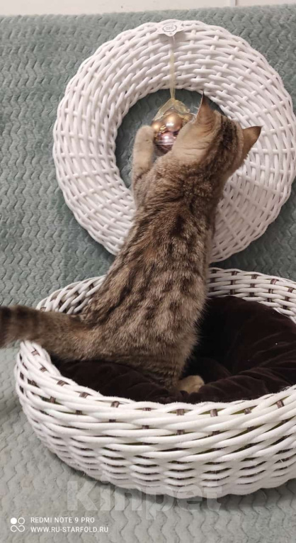 Кошки в Москве: Шотландская кошечка Лола Девочка, 10 000 руб. - фото 3