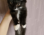 Кошки в Красноярске: Отдам котёнка в добрые руки! Мальчику 2 месяца Мальчик, Бесплатно - фото 1