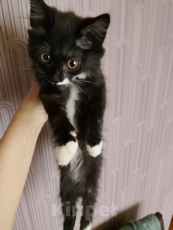Кошки в Красноярске: Отдам котёнка в добрые руки! Мальчику 2 месяца Мальчик, Бесплатно - фото 1