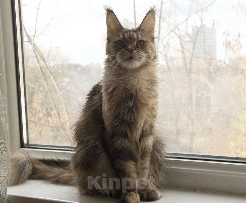 Кошки в Москве: Мейн Кун Кошка Девочка, 6 000 руб. - фото 3