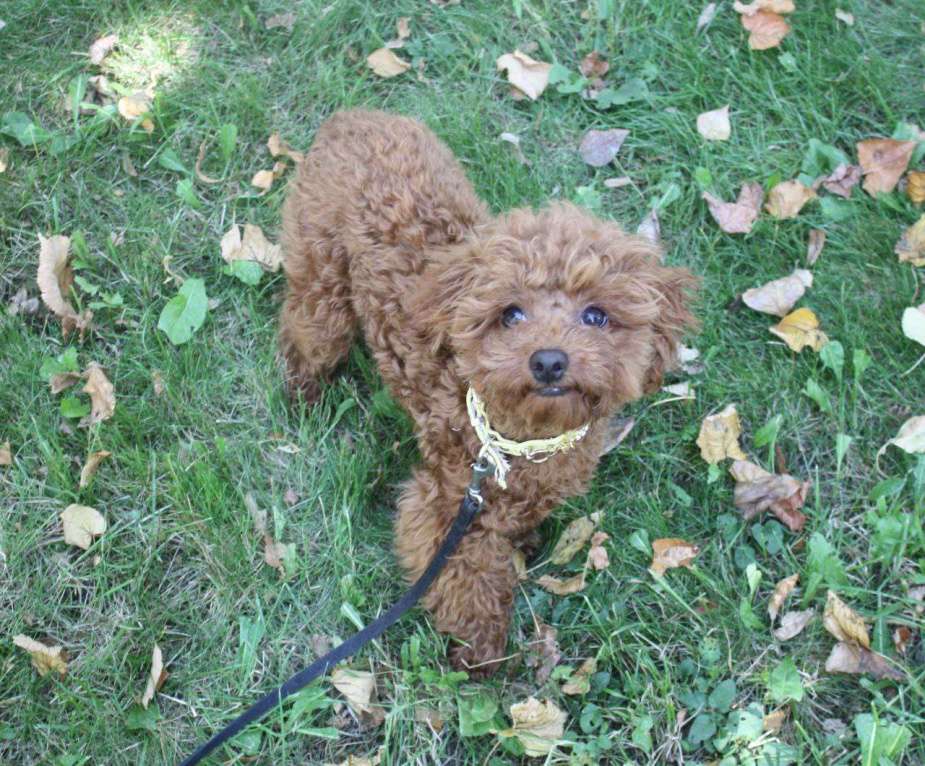 Собаки в Москве: Той-Пудель мальчик 11,5 м Мальчик, 170 000 руб. - фото 3