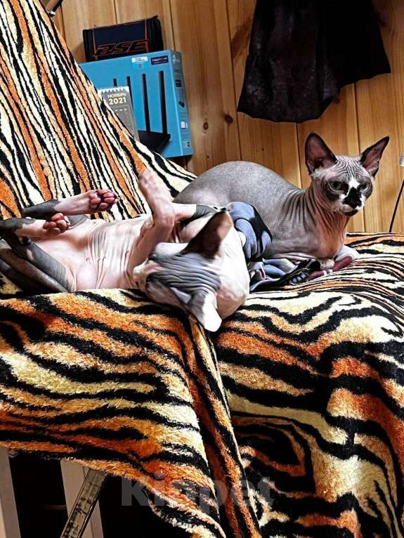 Кошки в Москве: Вязка канадский сфинкс Мальчик, 1 руб. - фото 4