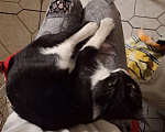 Кошки в Москве: Кошечка котенок  Девочка, Бесплатно - фото 2