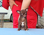 Собаки в Новокуйбышевске: чихуахуа Мальчик, 30 000 руб. - фото 1