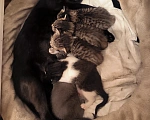 Кошки в Воронеже: Котенок в добрые руки Девочка, Бесплатно - фото 1