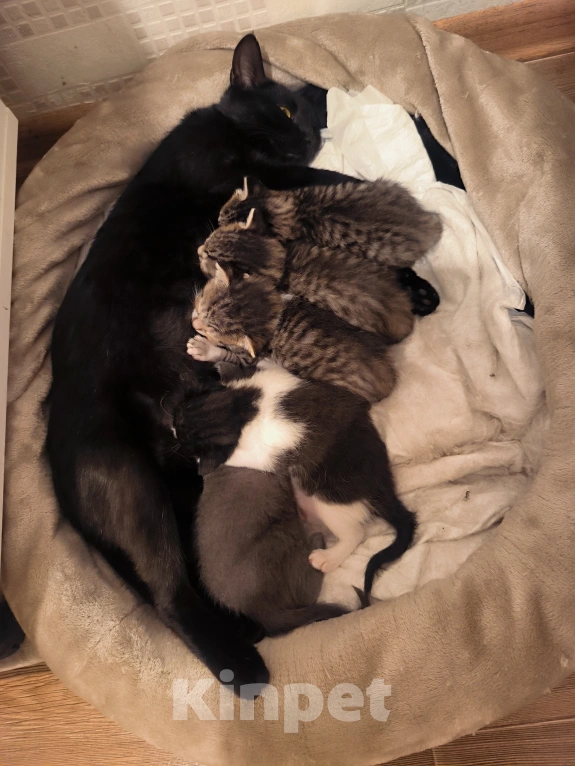 Кошки в Воронеже: Котенок в добрые руки Девочка, Бесплатно - фото 1