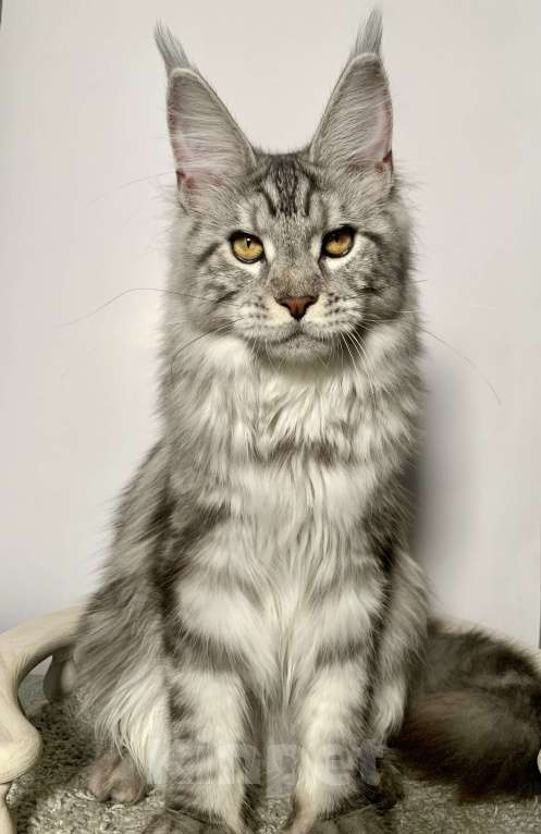 Кошки в Краснодаре: Котенок породы Мейн-кун Девочка, 25 000 руб. - фото 6