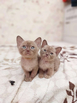 Бурманские котята