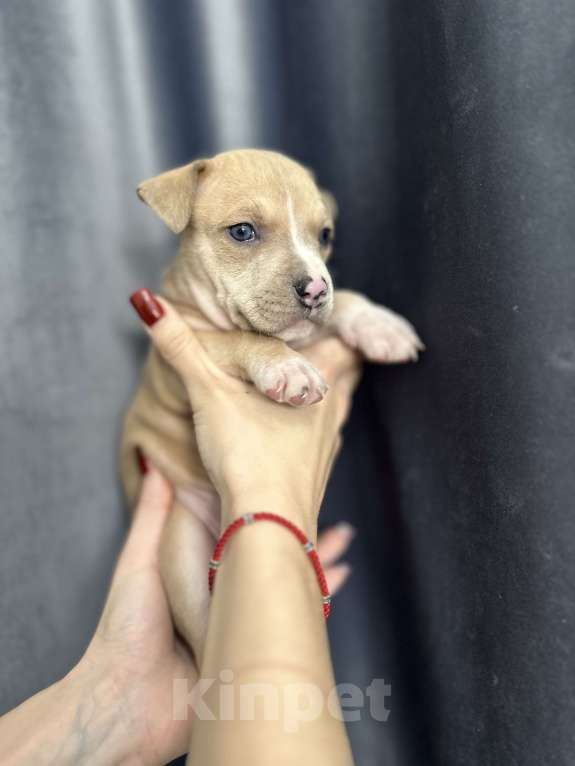 Собаки в Краснодаре: Щенки амстаффа Мальчик, 20 000 руб. - фото 4