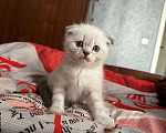 Кошки в Рязани: Шотландские котята Мальчик, 3 000 руб. - фото 3