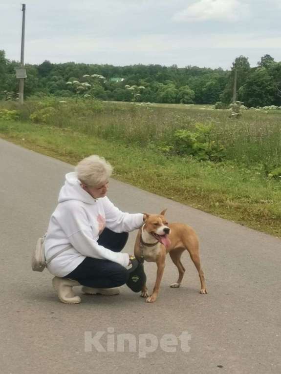 Собаки в Москве: Ищет семью собака Хельга. В добрые руки. Девочка, Бесплатно - фото 6