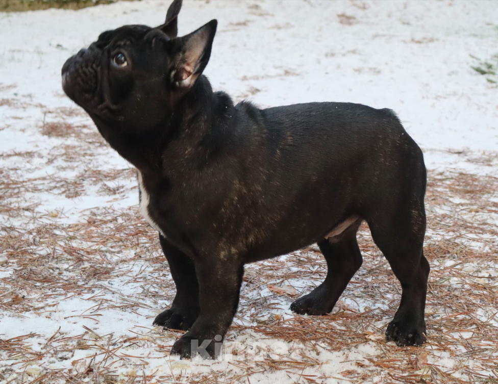 Собаки в Санкт-Петербурге: Красивый малыш  Мальчик, Бесплатно - фото 1