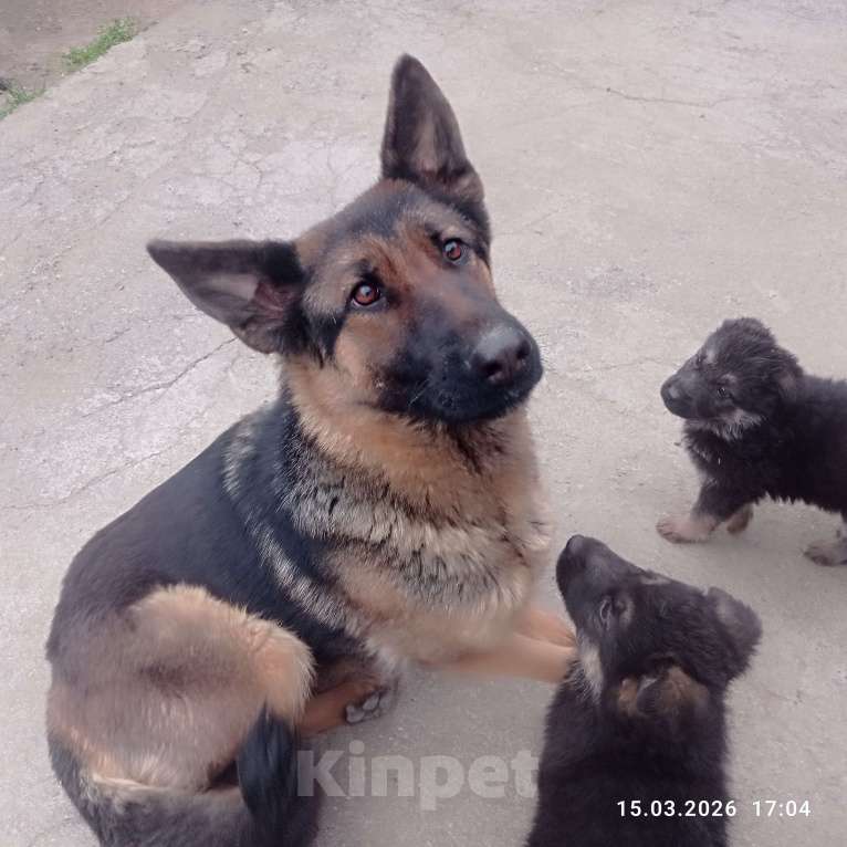 Собаки в других городах Краснодарского края: Щенки ВЕО Девочка, 10 000 руб. - фото 6