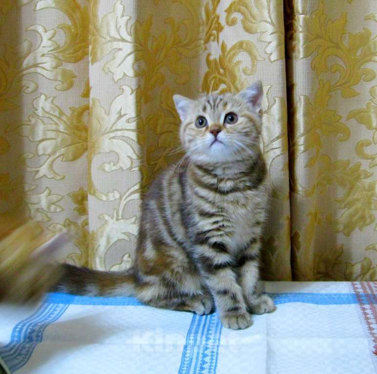 Кошки в Ставрополе: Котята с документами Мальчик, 10 000 руб. - фото 2