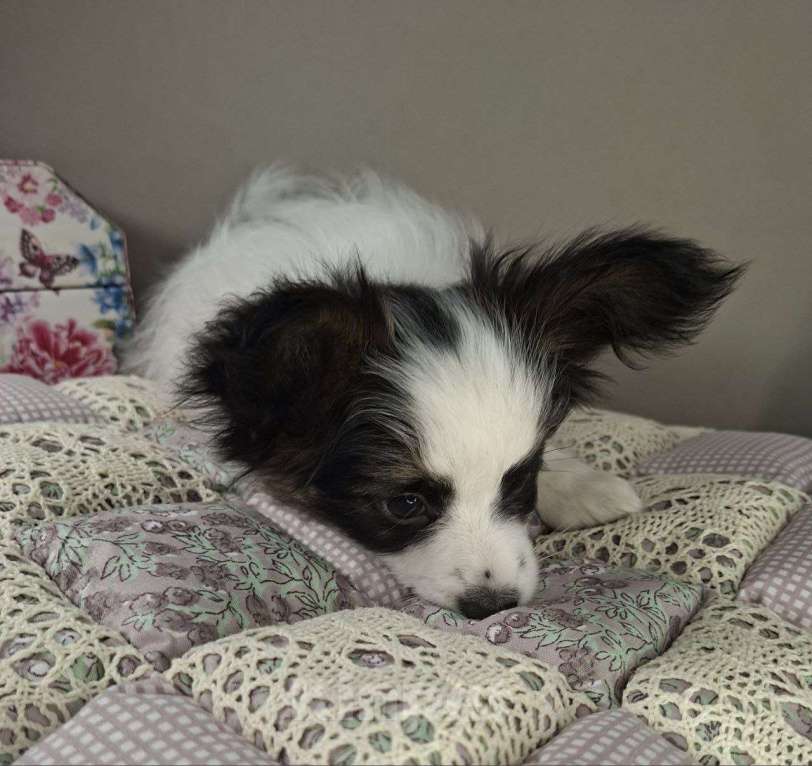 Собаки в Рыбинске: Девочка Папийона, Триколор Девочка, 35 000 руб. - фото 3