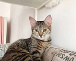 Кошки в Балашихе: Айва Девочка, Бесплатно - фото 2