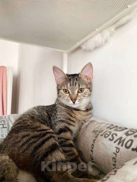 Кошки в Балашихе: Айва Девочка, Бесплатно - фото 2