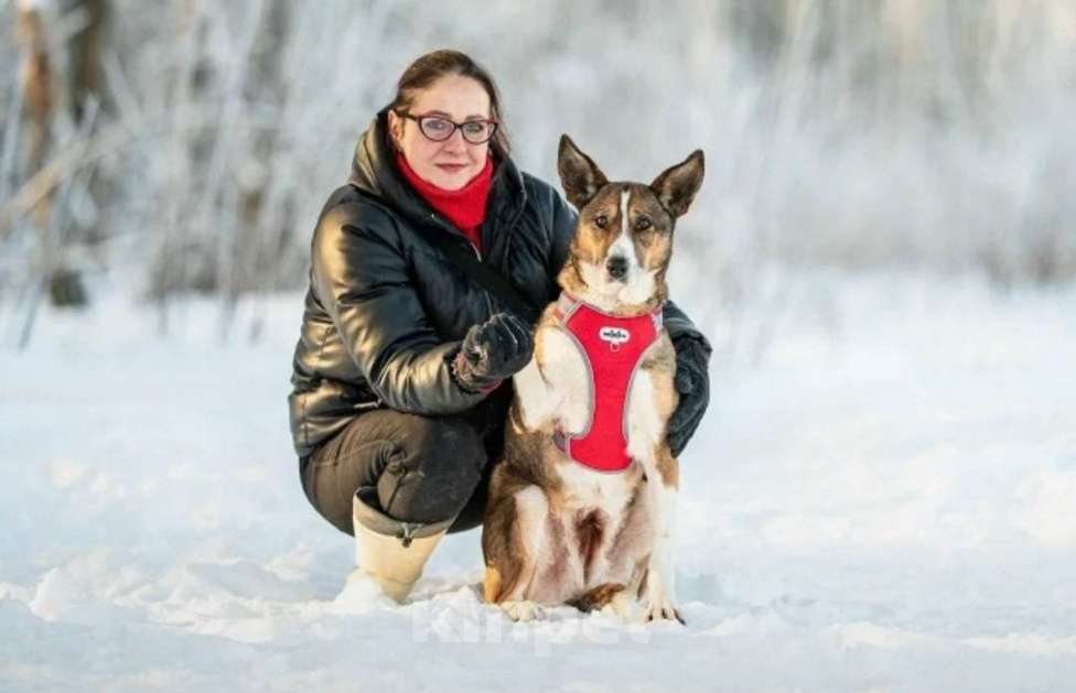 Собаки в других городах Московской области: Фрося-нежная и хрупкая душа Девочка, Бесплатно - фото 4