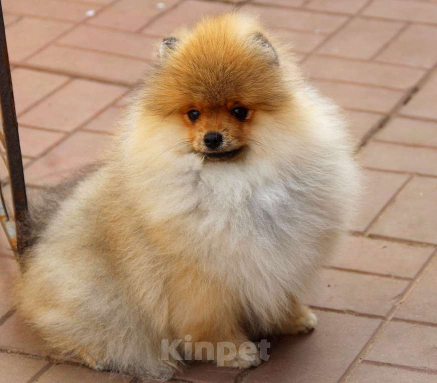 Собаки в Раменском: Мальчик шпица Мальчик, 35 000 руб. - фото 2