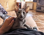 Кошки в Волжском: Ориентальные котята Девочка, 30 000 руб. - фото 1