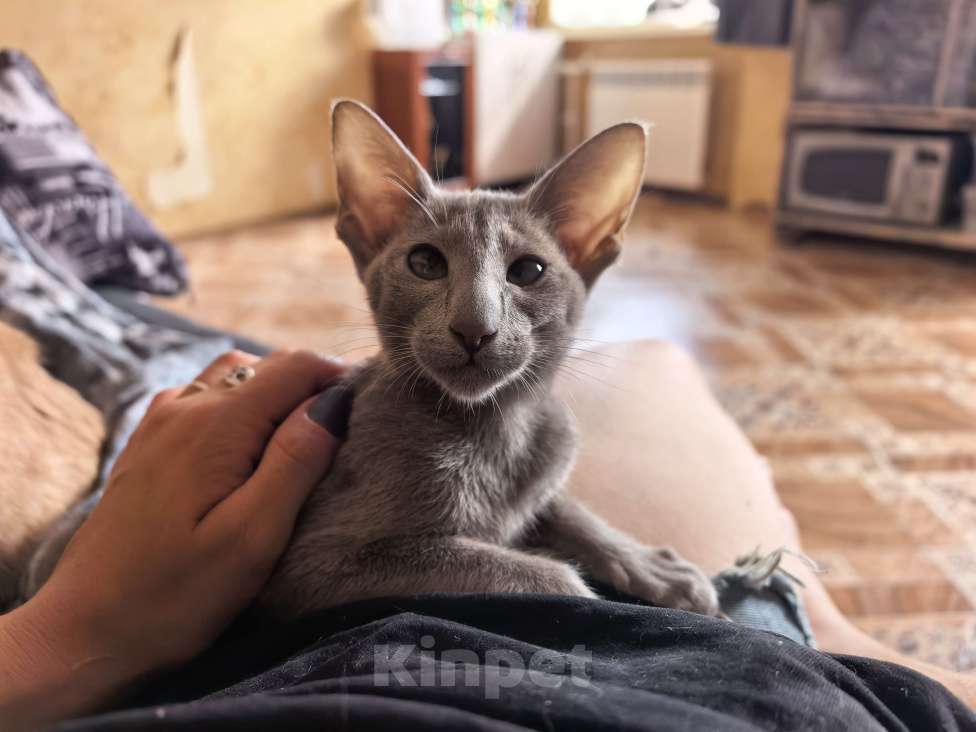 Кошки в Волжском: Ориентальные котята Девочка, 30 000 руб. - фото 1