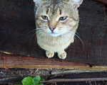 Кошки в Серафиме: Мальчик. Около года. Мальчик, Бесплатно - фото 1