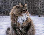 Кошки в Ливны: Роскошные сибирские котята, 7 000 руб. - фото 3