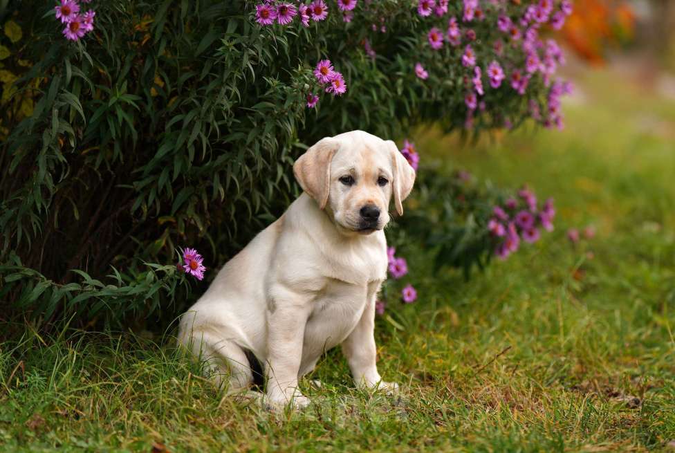Собаки в Воронеже: Палевая красавица  Девочка, Бесплатно - фото 3