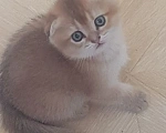 Кошки в Можайске: Котята Скоттиш фолд/страйт Разнополые, Бесплатно - фото 5