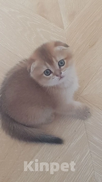 Кошки в Можайске: Котята Скоттиш фолд/страйт Разнополые, Бесплатно - фото 5