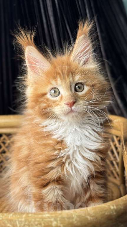 Кошки в Хабаровске: Мейн кун Бандерас Мальчик, 100 000 руб. - фото 1