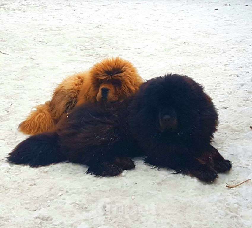 Собаки в Котельнике: Тибетский Мастиф. Мальчик. За бочок не укусит Мальчик, 274 780 руб. - фото 4
