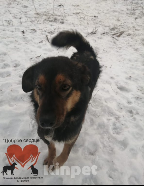 Собаки в Тамбове: Пропала Баунти Девочка, 5 000 руб. - фото 2