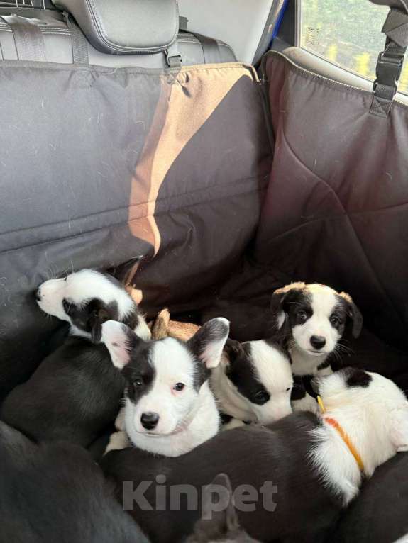 Собаки в Набережных Челнах: Сука вельш корги кардиган Девочка, 20 000 руб. - фото 3