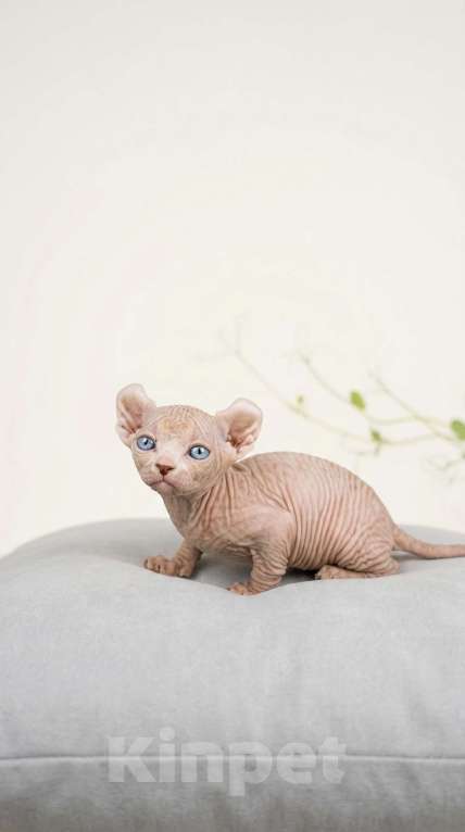 Кошки в Москве: Котёнок эльф Девочка, 85 000 руб. - фото 1