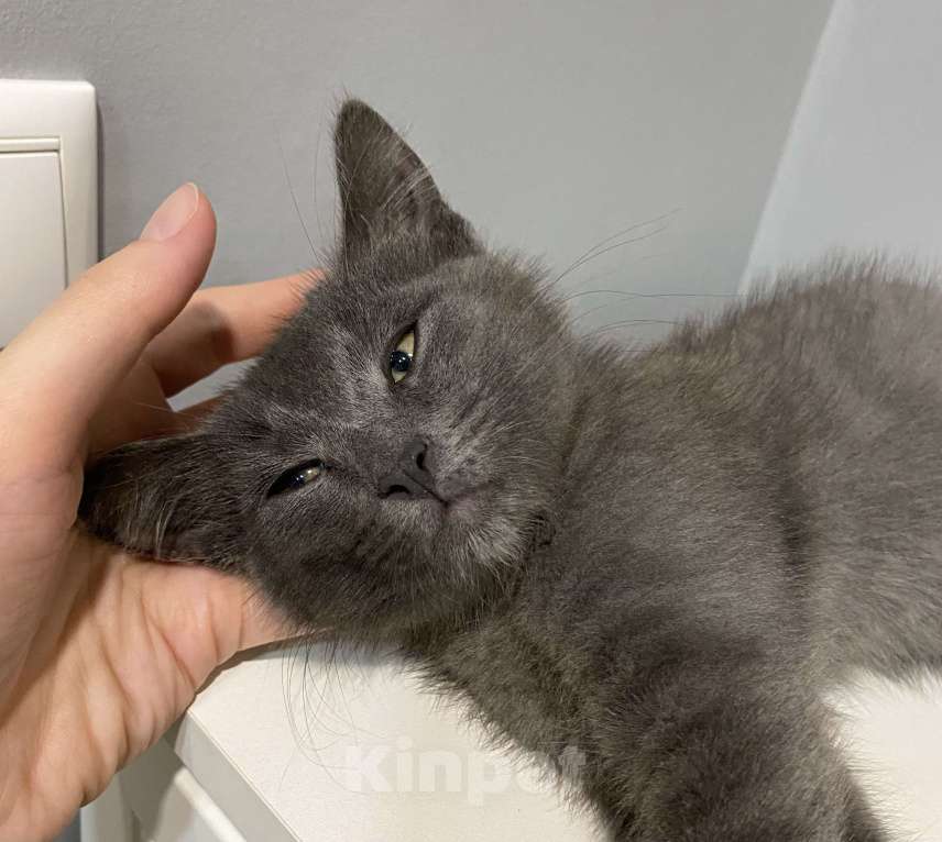 Кошки в Рязани: Дымчатый котенок, мальчик Мальчик, Бесплатно - фото 5