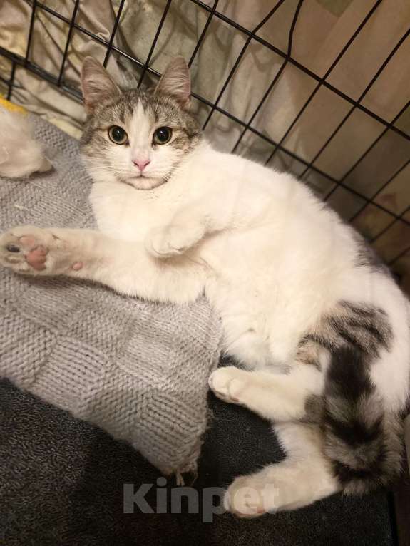 Кошки в Москве: Машенька Девочка, Бесплатно - фото 2