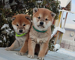 Собаки в Санкт-Петербурге: Сиба девочка Мальчик, 80 000 руб. - фото 2