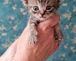 Кошки в Казани: Котята в добрые руки Разнополые, Бесплатно - фото 2