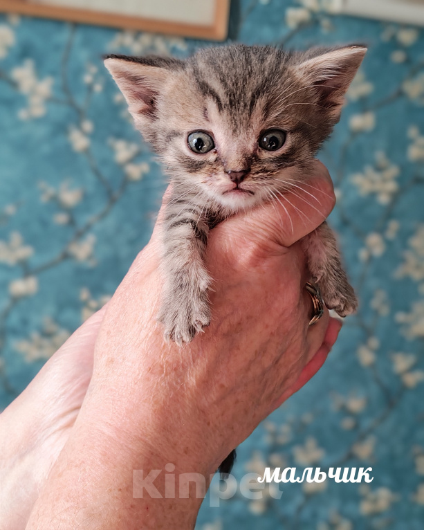 Кошки в Казани: Котята в добрые руки Разнополые, Бесплатно - фото 2