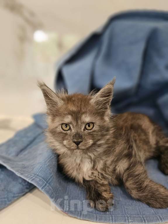 Кошки в Ореховом-Зуево: Прекрасные клубные мейн куны Мальчик, 45 000 руб. - фото 3