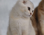 Кошки в Бахчисарае: Продается котик в очень необычной красивой шубке Мальчик, 15 000 руб. - фото 7