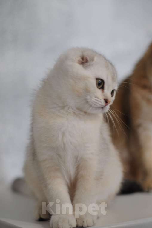 Кошки в Бахчисарае: Продается котик в очень необычной красивой шубке Мальчик, 15 000 руб. - фото 7